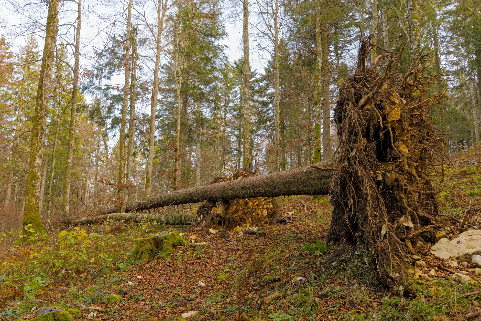 Enlèvement arbre urgence à Schiltigheim